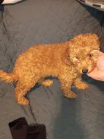 Dana , a female Poodle - Toy  and Poodle - Miniature  for sale in Bronx, NY – 6 of 7