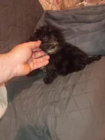 Toby , a male Morkie for sale in Bronx, NY – 8 of 10