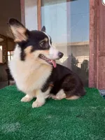 Thiara , a female Pembroke Welsh Corgi for sale in Bronx, NY – 9 of 10
