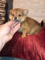 Candy, a female Pomeranian for sale in Bronx, NY – 5 of 5