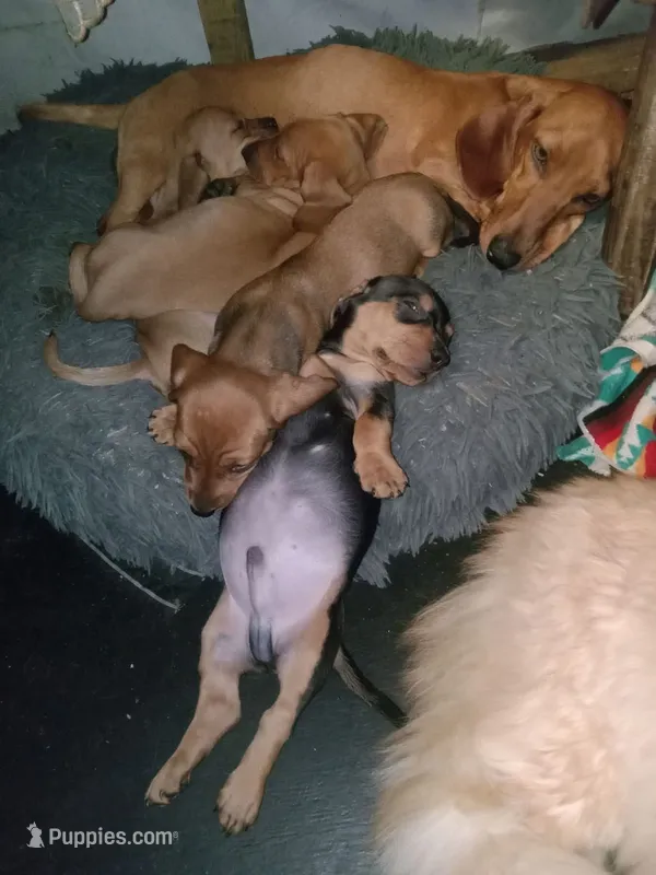 Valentina y caramelo  – Dachshund puppy for sale in Bronx, NY