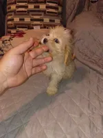Kiara , a female Maltese and Poodle - Toy  for sale in Bronx, NY – 4 of 7