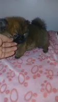 Balentina , a female Pomeranian for sale in Bronx, NY – 4 of 10
