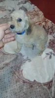 Caramelo , a male Poodle - Toy  and Poodle - Miniature  for sale in Bronx, NY – 1 of 6