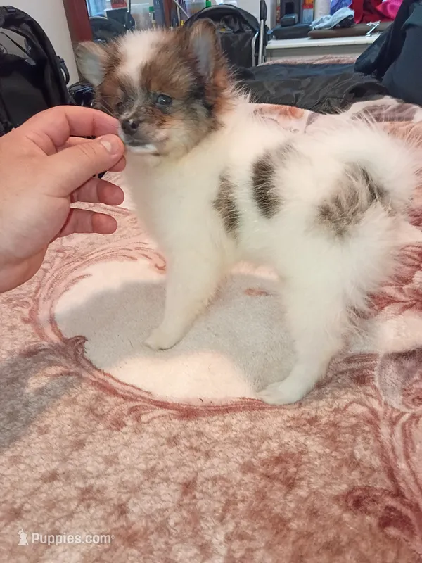 Valentina sponky , a male Pomeranian for sale in Bronx, NY – 1 of 10