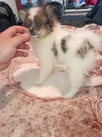 Valentina sponky , a male Pomeranian for sale in Bronx, NY – 1 of 10