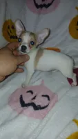 Chloe y Stuart , a female Chihuahua for sale in Bronx, NY – 10 of 10