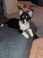 Thiara , a female Pembroke Welsh Corgi for sale in Bronx, NY – 2 of 10