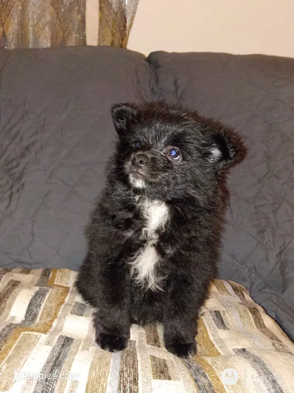Balu y sam – Pomeranian puppy for sale in Bronx, NY