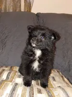 Balu y sam, a male Pomeranian for sale in Bronx, NY – 1 of 6