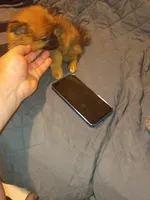 Rossy, a female Pomeranian for sale in Bronx, NY – 5 of 7