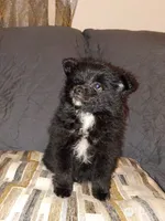 Balu y sam, a male Pomeranian for sale in Bronx, NY – 5 of 6