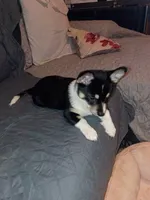 Thiara , a female Pembroke Welsh Corgi for sale in Bronx, NY – 7 of 10