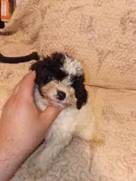 Pandita , a male Poodle - Toy  for sale in Bronx, NY – 3 of 5