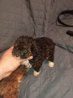 Lucy , a female Poodle - Toy  for sale in Bronx, NY – Photo 3 of 6