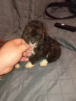 Lucy , a female Poodle - Toy  for sale in Bronx, NY – Photo 6 of 6