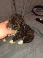 Lucy , a female Poodle - Toy  for sale in Bronx, NY – Photo 5 of 6