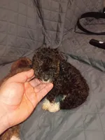 Lucy , a female Poodle - Toy  for sale in Bronx, NY – Photo 4 of 6