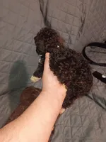 Lucy , a female Poodle - Toy  for sale in Bronx, NY – Photo 2 of 6