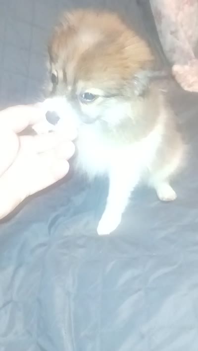Melody , a female Pomeranian for sale in Bronx, NY – 6 of 6
