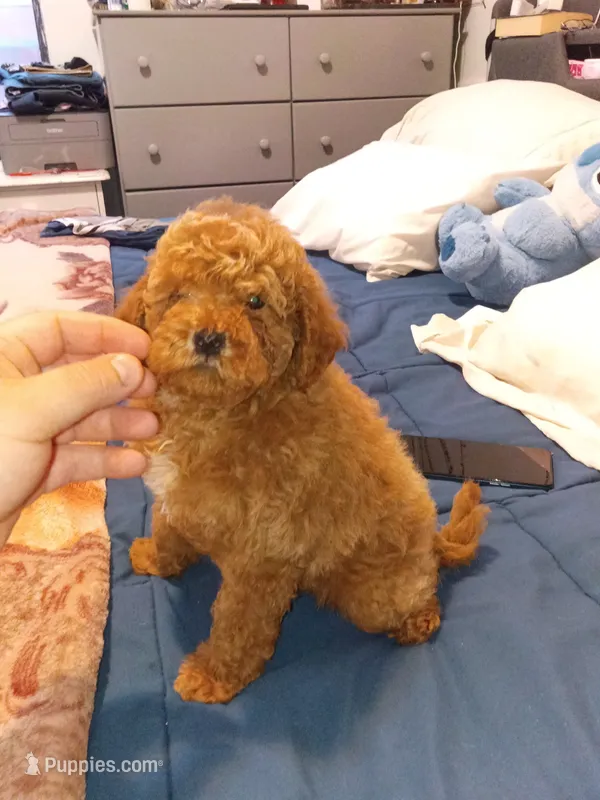 Caramelo  – Poodle - Toy  puppy for sale in Bronx, NY