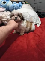 Stitch, a male Shih Tzu for sale in Bronx, NY – Photo 4 of 10