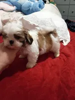 Stitch, a male Shih Tzu for sale in Bronx, NY – Photo 1 of 10