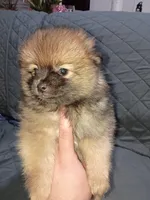 Stitch , a male Pomeranian for sale in Bronx, NY – Photo 2 of 8