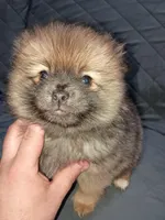 Stitch , a male Pomeranian for sale in Bronx, NY – Photo 1 of 8