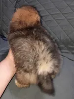 Stitch , a male Pomeranian for sale in Bronx, NY – Photo 8 of 8