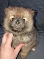 Stitch , a male Pomeranian for sale in Bronx, NY – Photo 4 of 8