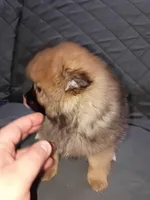 Stitch , a male Pomeranian for sale in Bronx, NY – Photo 6 of 8