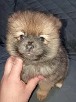 Stitch , a male Pomeranian for sale in Bronx, NY – Photo 3 of 8