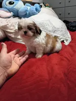 Stitch, a male Shih Tzu for sale in Bronx, NY – Photo 2 of 10