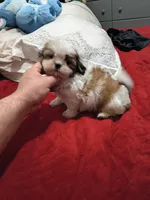 Stitch, a male Shih Tzu for sale in Bronx, NY – Photo 7 of 10