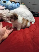 Stitch, a male Shih Tzu for sale in Bronx, NY – Photo 8 of 10