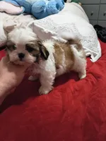 Stitch, a male Shih Tzu for sale in Bronx, NY – Photo 3 of 10