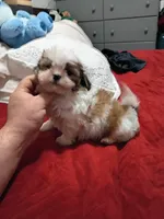 Stitch, a male Shih Tzu for sale in Bronx, NY – Photo 9 of 10