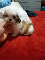 Stitch, a male Shih Tzu for sale in Bronx, NY – Photo 5 of 10