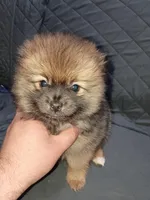 Stitch , a male Pomeranian for sale in Bronx, NY – Photo 5 of 8