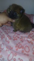 Balentina y Sofía , a female Pomeranian for sale in Bronx, NY – 2 of 10