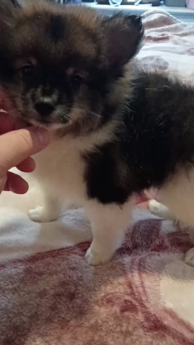 Valentina sponky , a male Pomeranian for sale in Bronx, NY – 9 of 10