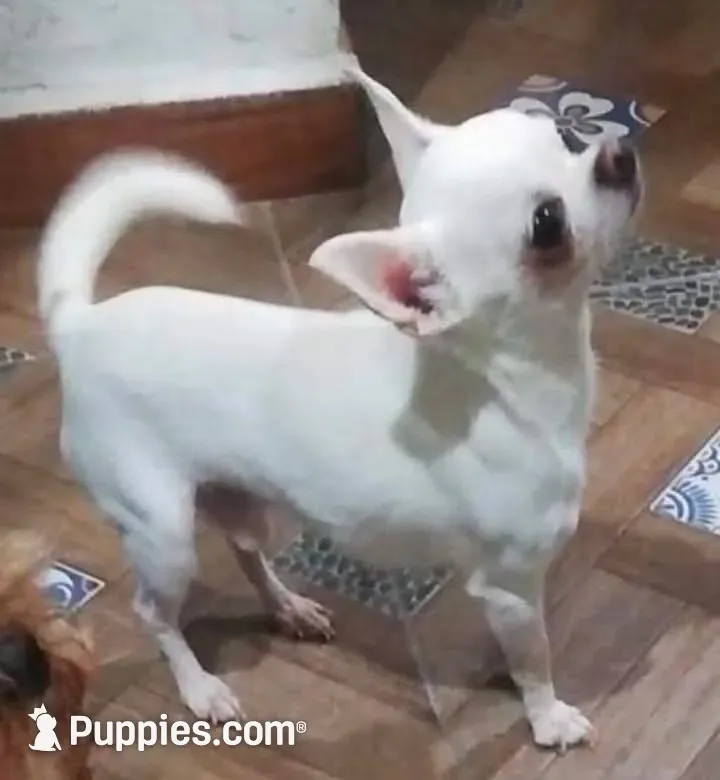  Stuart y candy , a male Chihuahua for sale in Bronx, NY – 4 of 10
