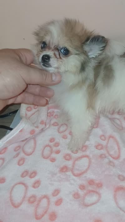 Balentina y Sofía , a female Pomeranian for sale in Bronx, NY – 10 of 10