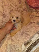 Caramelo y Dolly , a male Maltese and Poodle - Toy  for sale in Bronx, NY – 3 of 10