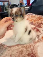 Danna , a female Pomeranian for sale in Bronx, NY – 7 of 9