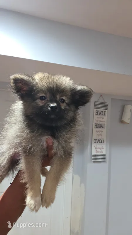 Camilo  – Pomeranian puppy for sale in Bronx, NY