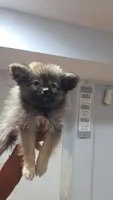 Camilo , a male Pomeranian for sale in Bronx, NY – 1 of 9