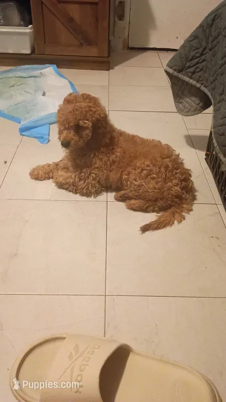 Dana  – Poodle - Miniature  puppy for sale in Bronx, NY