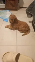Dana , a female Poodle - Miniature  for sale in Bronx, NY – 1 of 3